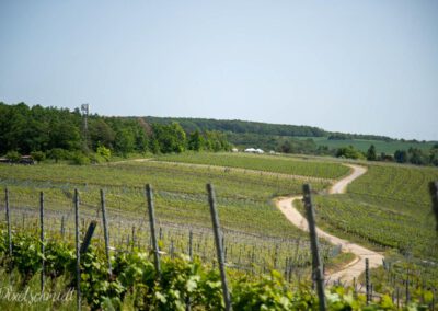 Die Weinberge in Eibelstadt