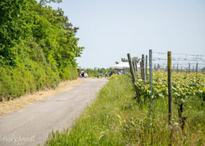 Weinbergswanderung in Eibelstadt