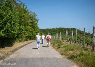 Weinbergswanderung in Eibelstadt