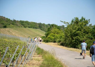 Weinbergswanderung in Eibelstadt